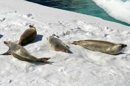 Photograph of 4 crabeater seals lying on an iceberg.