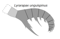 20191221 Radiodonta frontal appendage Lyrarapax unguispinus.png