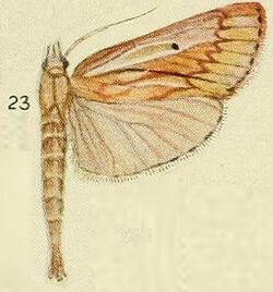 23-(Dattinia) Hypotia perstrigata (Hampson, 1916).JPG