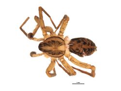 Agroeca pratensis 2.jpg