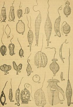 Algen I. (Schizophyceen, Flagellaten, Peridineen) (1910) (17950163265).jpg