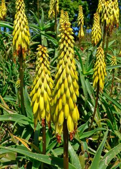 Aloe striatula 2.jpg