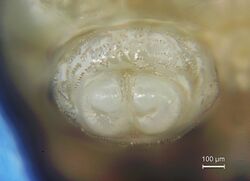 Anastrepha ludens larva anal lobes.jpg