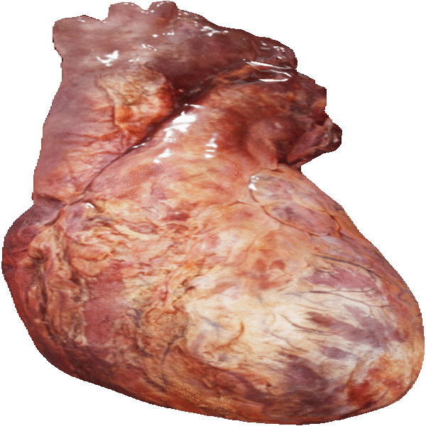 File:Animated Heart.gif