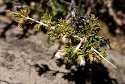 Apacheria chiricahuensis - Flickr - aspidoscelis (3).jpg