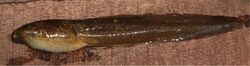Astylosternus occidentalis (10.3897-zse.95.32793) Figure 11.jpg
