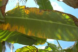 Banana leaves damaged by Raoiella indica - red palm mite.jpg