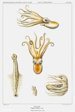 Bathypolypus octopus vintage poster.jpg