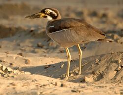 Beach Thick-knee Inskip Pt2.JPG