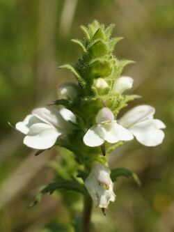 Bellardia trixago (flowers).jpg