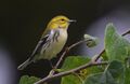 Black-throated Green Warbler (30101527605).jpg