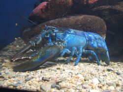 Blue-lobster.jpg