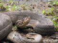 Bothrops caribbaeus.jpg