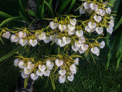Brassavola nodosa orchid.png