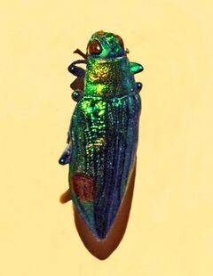 Buprestidae - Chrysodema swiestrae-1.JPG