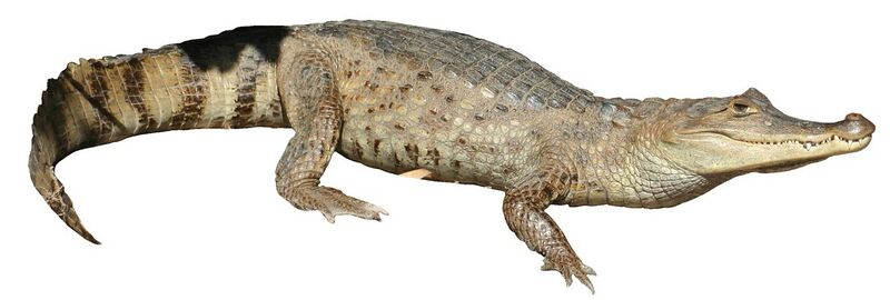 File:Caiman crocodilus llanos white background.JPG