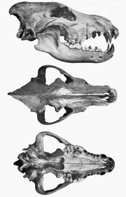 Canis dirus skull.png