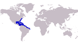 Carangoides bartholomaei distribution.png