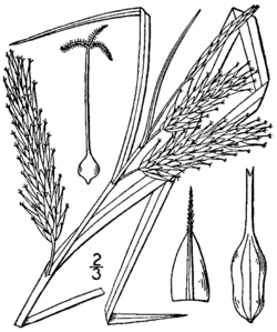 Carex schweinitzii BB-1913.png