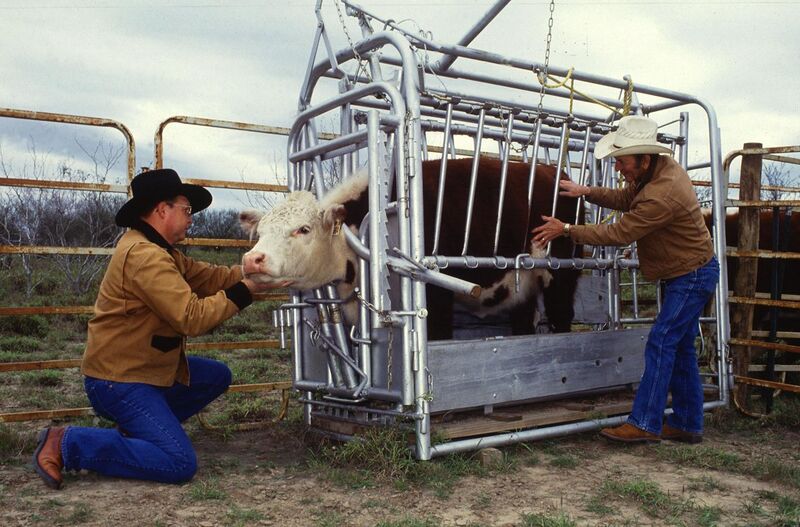 File:Cattle inspected for ticks.jpg