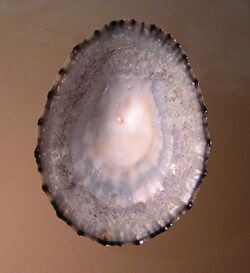 Cellana radians perana 001.jpg