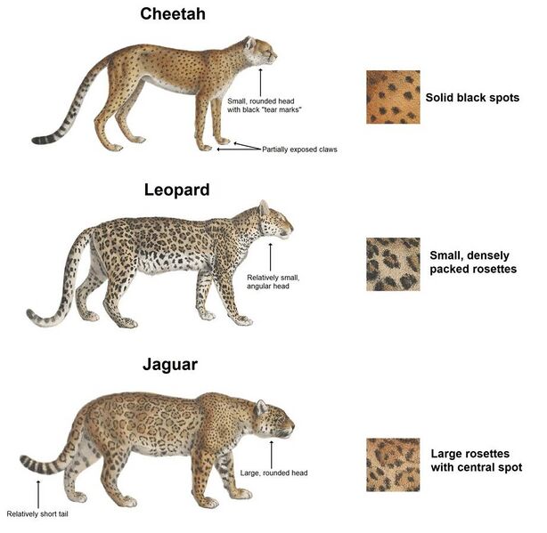 File:Cheetah, leopard & jaguar (en).jpg