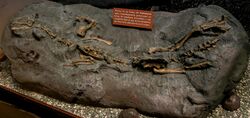 Chilesaurus holotype cast.jpg