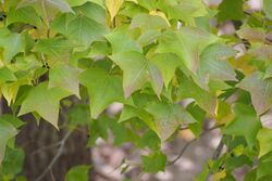 Chinese Sweet Gum (Liquidambar formosana) (23193757901).jpg