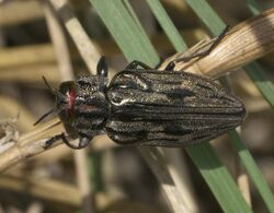 Chrysobothris quadrilineata P1100379a.jpg