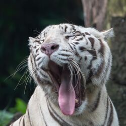 Close-up view of the head of a white tiger, yawning with the tongue out.jpg