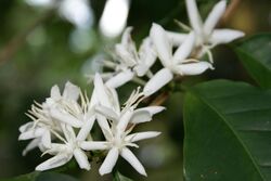 Coffea arabica flowers.JPG