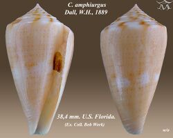 Conus amphiurgus 1.jpg