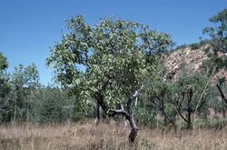 Corymbia ptychocarpa.jpg