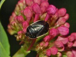 Cydnidae - Canthophorus dubius .JPG