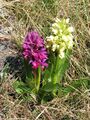 Dactylorhiza sambucina - Flickr 003.jpg