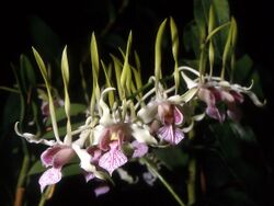 Dendrobium stratiotes Orchi 001.jpg