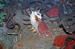 Diorama of a Permian seafloor - coiled cephalopod, sponges, brachiopods (43887749560).jpg