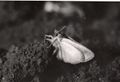 Diparopsis moth just after emergence.jpg