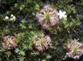 Drosera paleacea.jpg