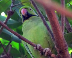 Photo of a green parrot with a black collar sitting among branches in a tree