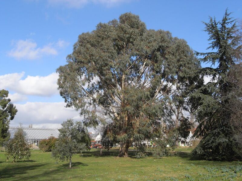 File:Eucalyptus Chapmaniana 5198.JPG