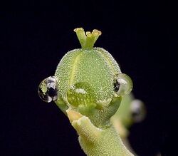 Euphorbia meloformis ssp valida 02 ies.jpg