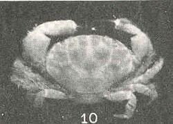 FMIB 43358 Liocarpilodes (=Xanthodius) biunguis, female, type.jpg