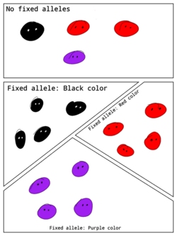 Fixed alleles illustration.png