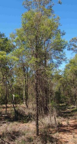 Flindersia dissosperma.jpg