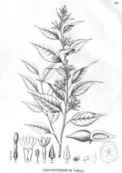 Geissospermum laeve as Geissospermum vellosii.jpg