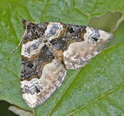Geometridae - Cosmorhoe ocellata.JPG