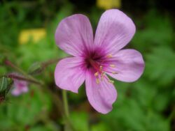 Geranium palmatum 2c.JPG