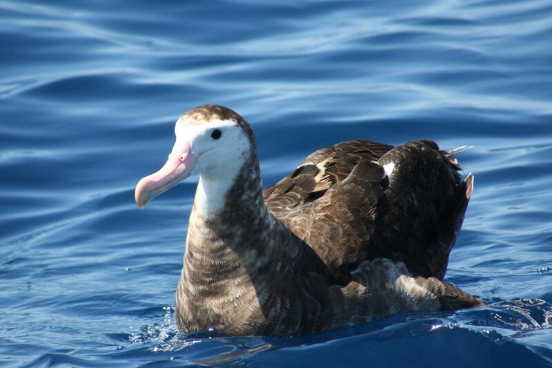 File:Gibsons albatross.jpg