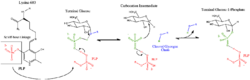 GlycogenPhosphorylaseMechanism.png